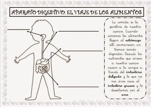 17 mejores ideas sobre Aparato Digestivo Humano en Pinterest ... 17 mejores ideas sobre Aparato Digestivo Humano en Pinterest ...