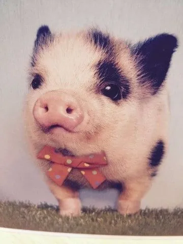 17 mejores ideas sobre Cerditos en Pinterest | Cerdos, Lechones y ...
