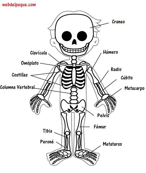 17 mejores ideas sobre Esqueleto Humano en Pinterest | Dibujo de ...