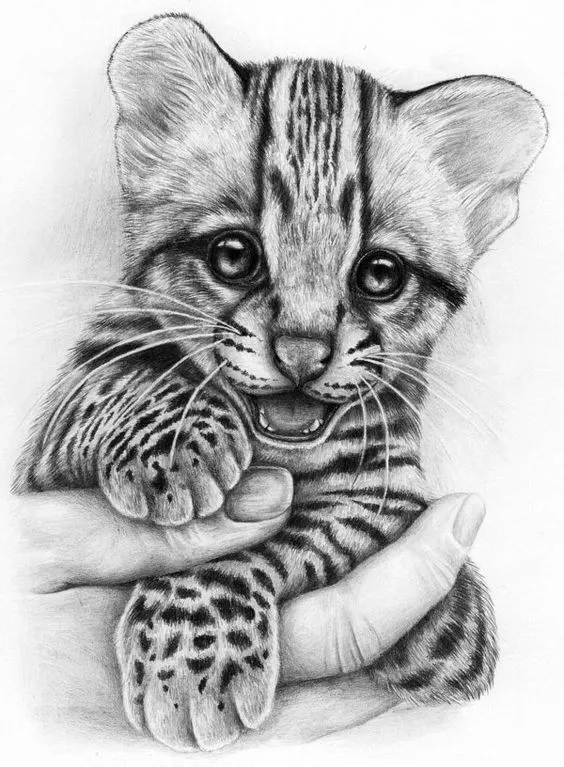 17 mejores ideas sobre Dibujo De Tigre en Pinterest | Dibujos de ...