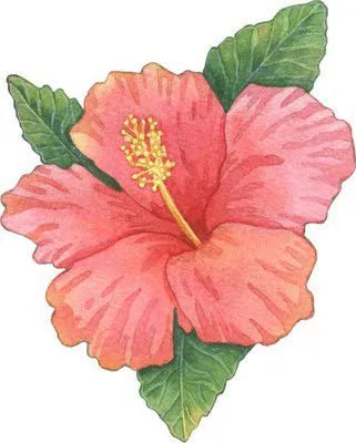 17 mejores ideas sobre Flores Hawaianas en Pinterest | Flores ... 17 mejores ideas sobre Flores Hawaianas en Pinterest | Flores ...