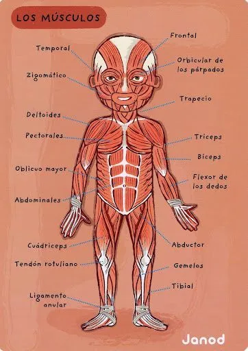 17 mejores ideas sobre Musculos Del Cuerpo en Pinterest | Los ...