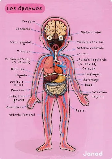 17 mejores ideas sobre Organos Del Cuerpo Humano en Pinterest ... 17 mejores ideas sobre Organos Del Cuerpo Humano en Pinterest ...