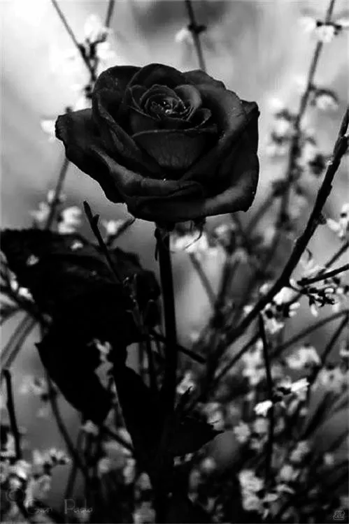 Rosas negras | Jardines y flores | Pinterest