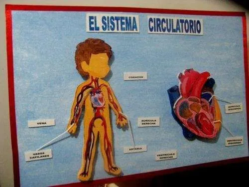 maquetas de los sistemas digestivos,respiratorios, circulatorios ...