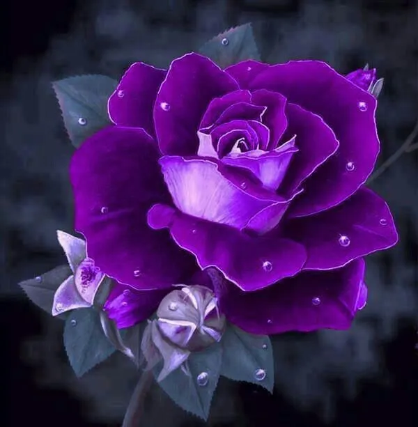 17 mejores imágenes sobre love purple en Pinterest | Plantas y ...
