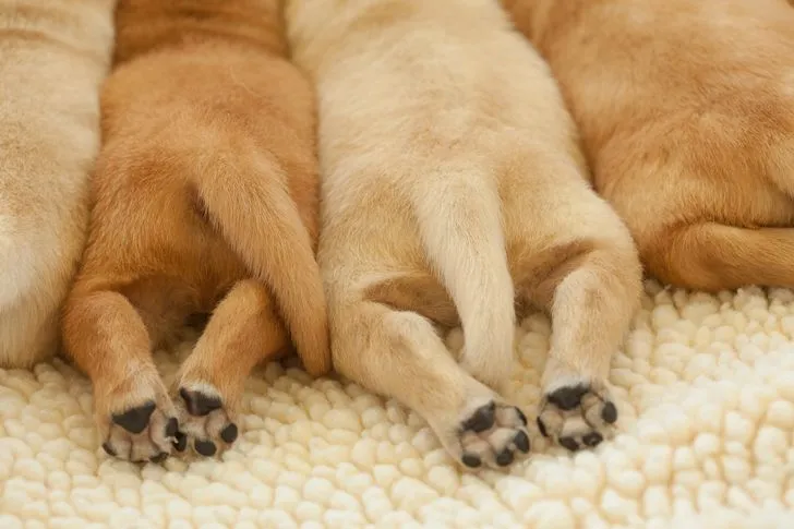18 cosas que no sabías acerca de las patas de los perros | Upsocl