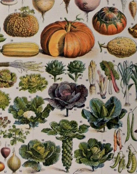 1899.Cromolitografía.Verduras y por CastafioreOldPrints en Etsy