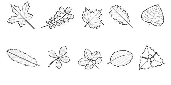 Tipos de hojas SIMPLES para colorear - Imagui