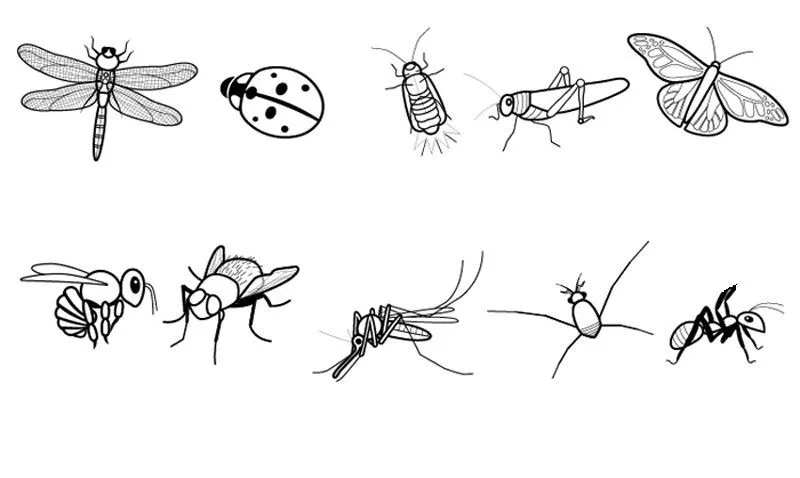 19783-4-insectos-dibujo-para- ...