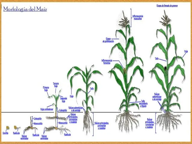 1.maíz. importancia, ciclo fenologico