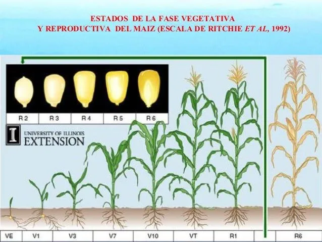 1.maíz. importancia, ciclo fenologico