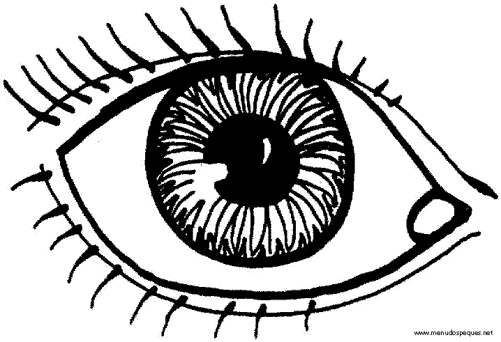Partes de un ojo para colorear - Imagui