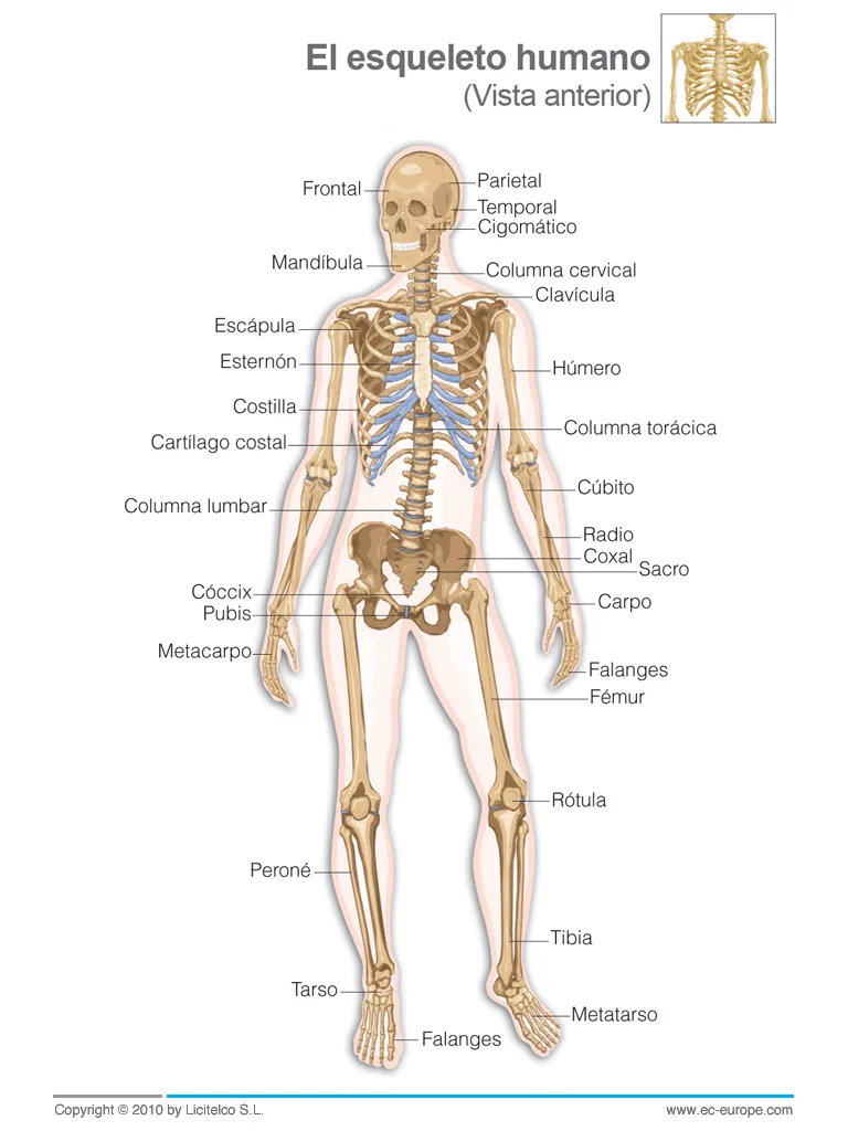 2º ESO - Educación Física: Sistema Óseo - El Esqueleto Humano