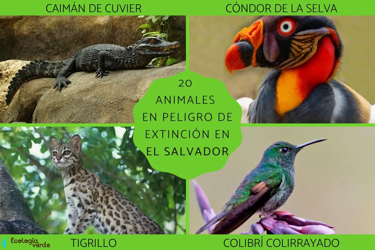 20 ANIMALES en PELIGRO de EXTINCIÓN en EL SALVADOR - ¡Lista de nombres y  más!