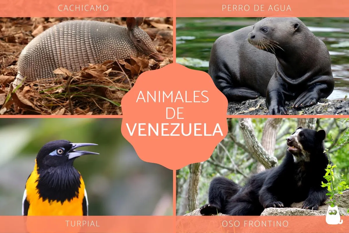 20 Animales de Venezuela - Características, curiosidades y FOTOS