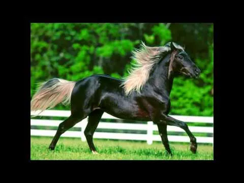20 caballos lindos - YouTube
