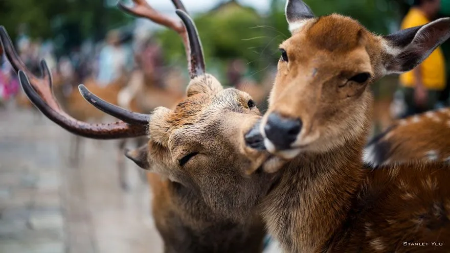 20 Parejas animales que demuestran que el amor existe en el reino ...