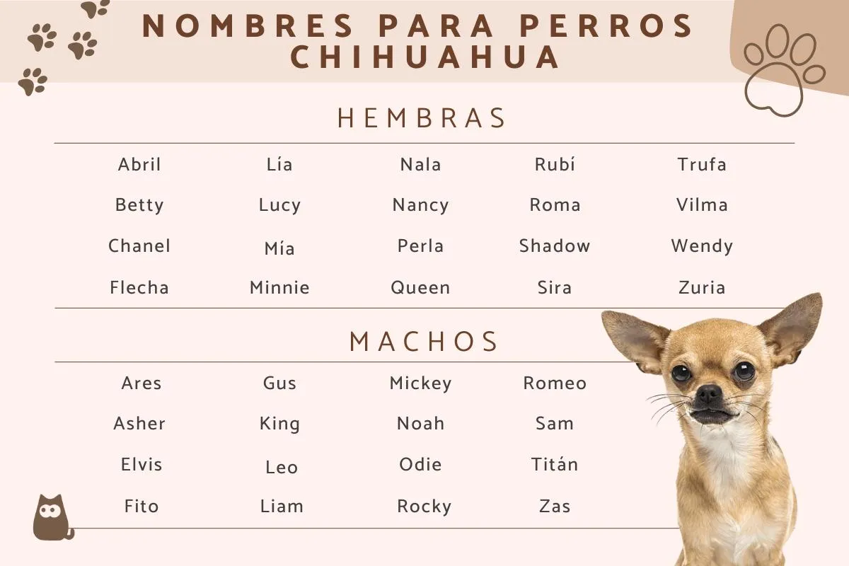 200 NOMBRES para perros CHIHUAHUA (machos y hembras) - ¡Bonitos y  originales!