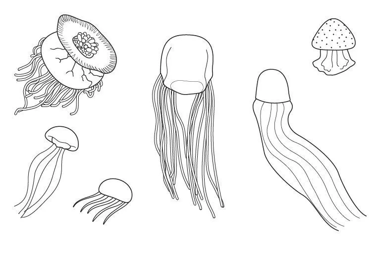 20773-4-medusas-dibujo-para- ...