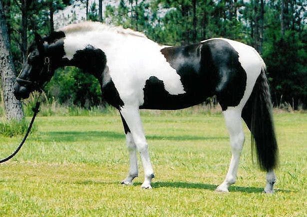 Estos 21 caballos son tan hermosos que me enamoré ♥ | Viralistas.com