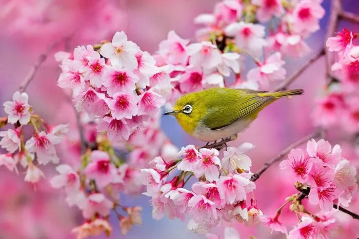 21 Hermosas Fotografías De Sakuras En Flor En Japón | Bastísimo