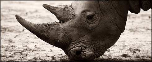 21.000 Rinocerontes | LaReserva 21.000 Rinocerontes | LaReserva