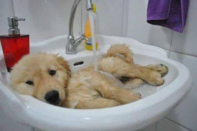 22 adorables fotos de perros en su “hora del baño” | Numaniáticos ...