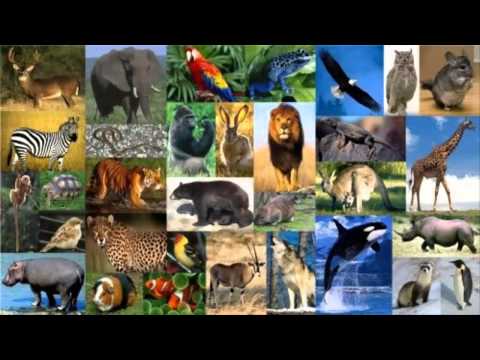 Mas De 22 Mil Especies De Animales En Peligro De Extincion Segun ...