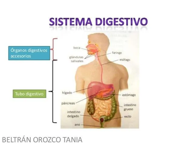 22 sistema digestivo