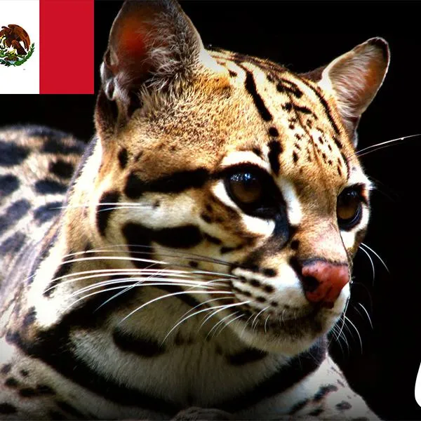 24 ANIMALES en Peligro de EXTINCIÓN de México