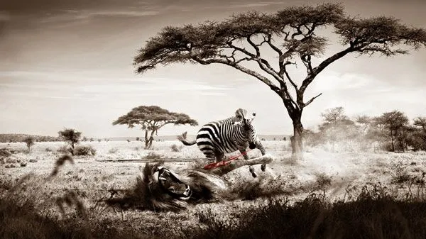 25 Beautiful Zebra Wallpapers