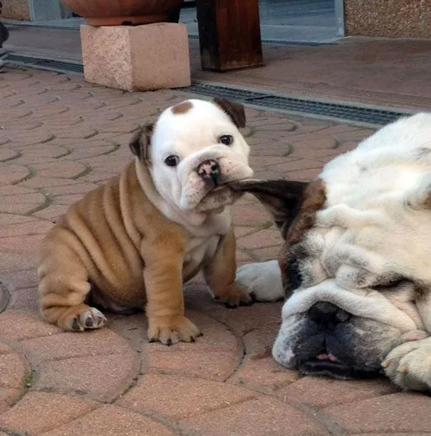 25 Preciosos cachorros de bulldog que te alegrarán el día ...