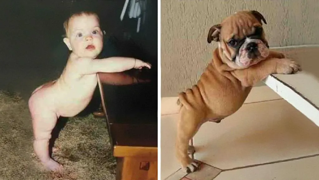 25 cosas que son muy similares a otras