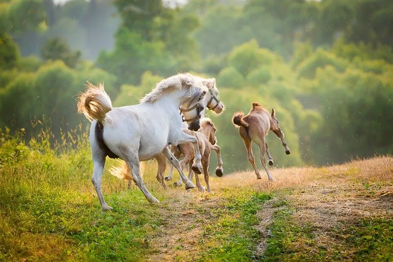 28 fotos de caballos en paisajes fascinantes con verdes praderas ...