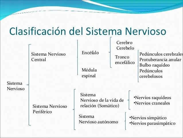 3-sistema-nervioso-version-2-3 ...