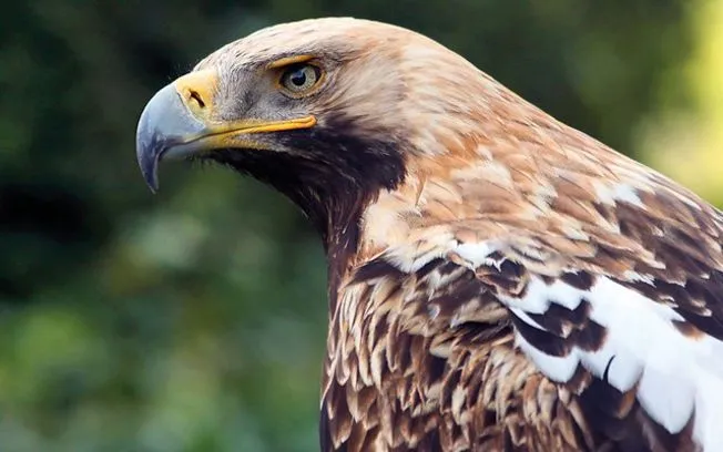 Más de 300 escolares apoyan la conservación del águila imperial a ...