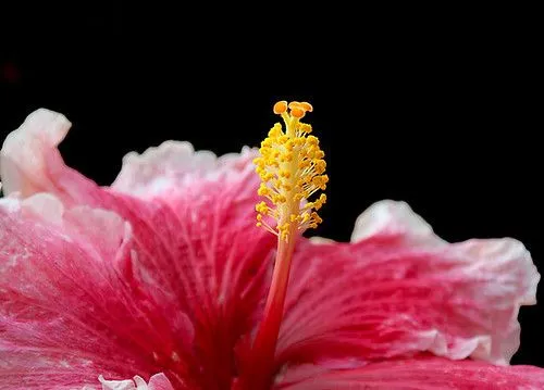 Cayena rosa. La Flor de Barranquilla | Flickr - Photo Sharing!