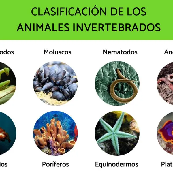 35 animales invertebrados: ejemplos y características - con FOTOS