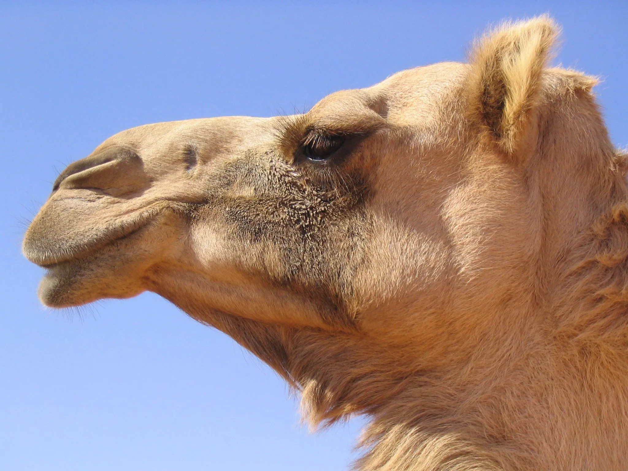 Los 35 camellos | Matemáticas Divertidas