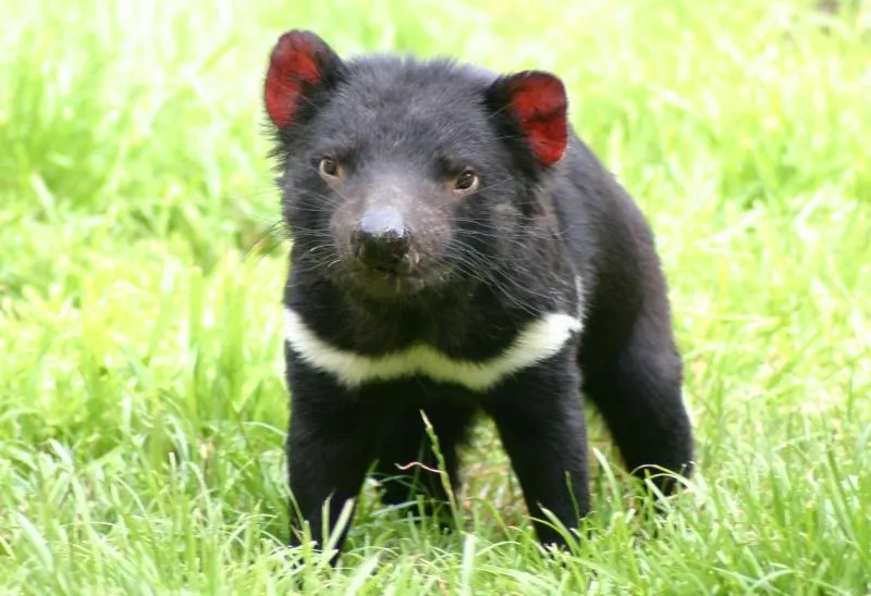 39. Why does the Tasmanian Devil have 20 offspring but only four ...