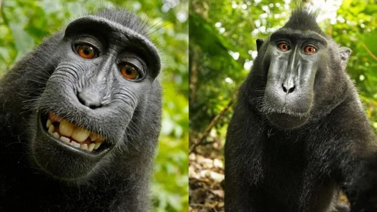 El 'selfie' de un mono crea polémica: ¿de quién es la foto ...