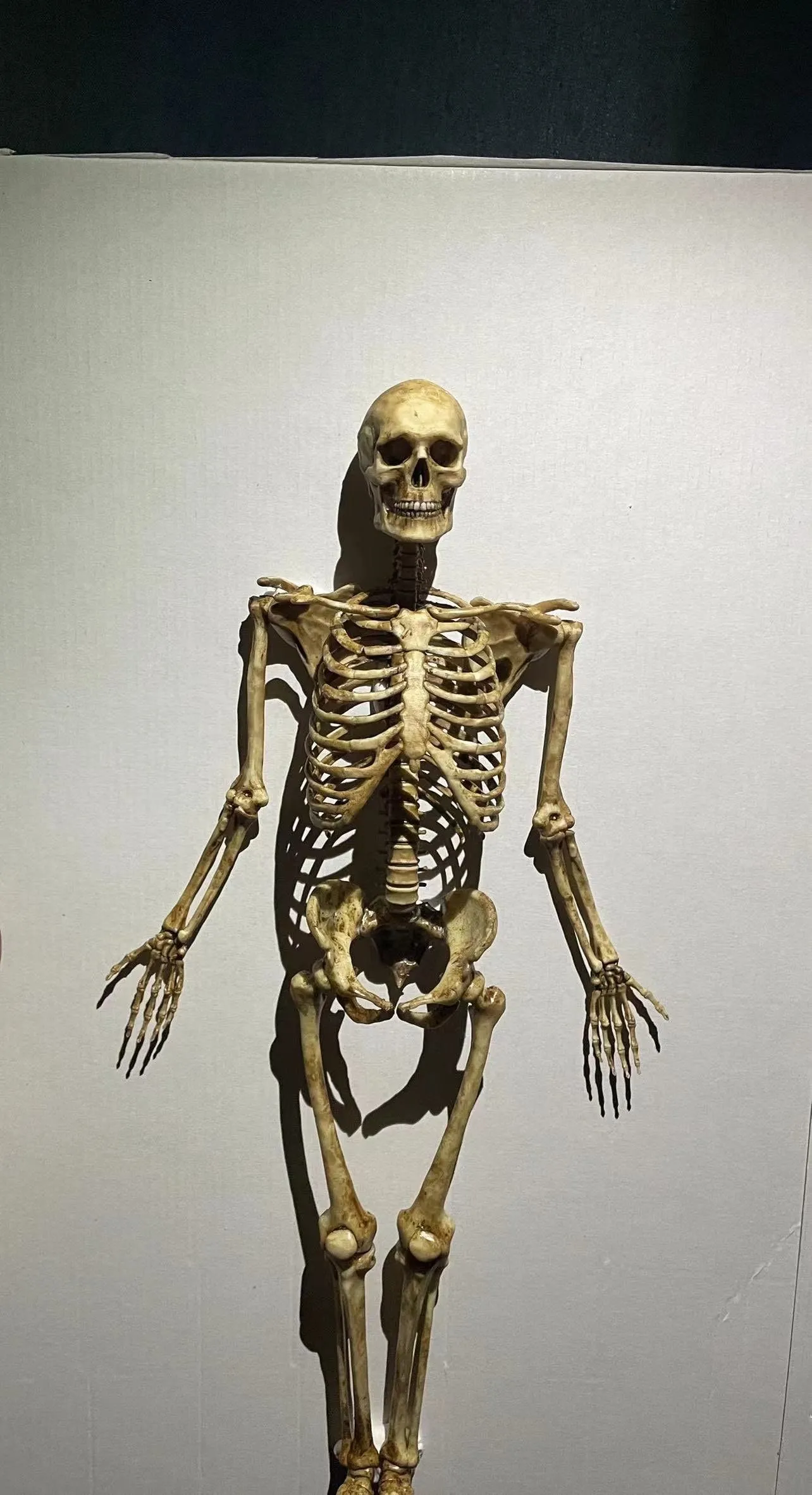 3d human skeleton - Etsy México