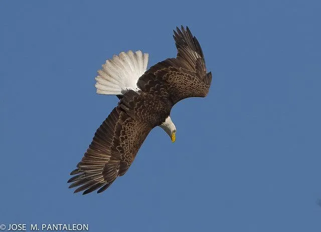 4-EL PICADO DEL AGUILA! Una vez escuché a mi hermana Yosyta ... 4-EL PICADO DEL AGUILA! Una vez escuché a mi hermana Yosyta ...