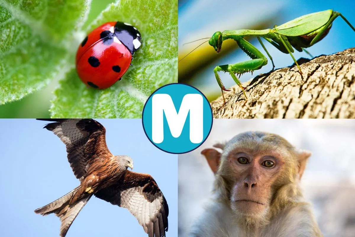 40 Animales que empiezan por M con Fotos y Características