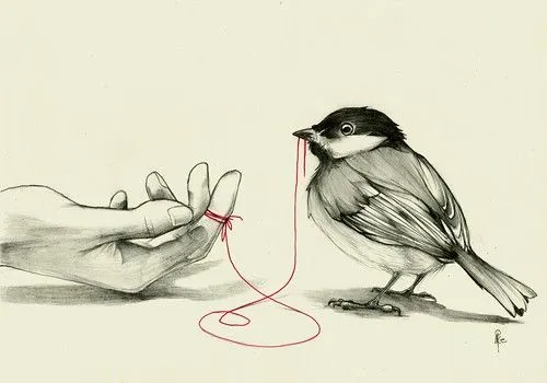 Dibujos de aves en lapiz - Imagui