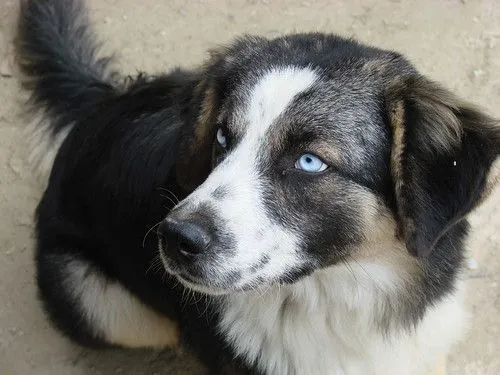 Perros con ojos azúles - Imagui