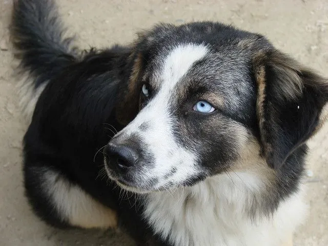 48 - Perro galipanero de ojos azules | Flickr - Photo Sharing!