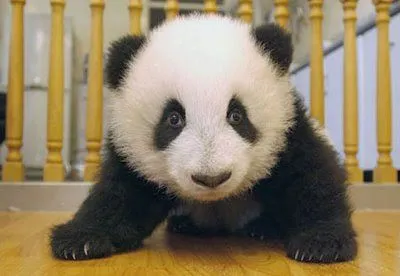 4gigas: Los bebés panda no son tan adorables