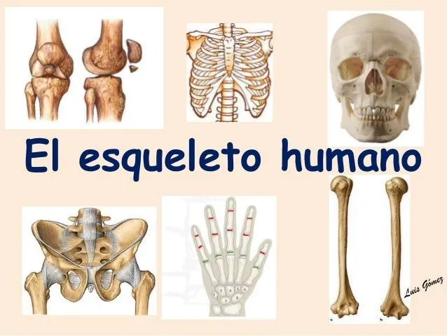 5º CM-05 el esqueleto humano